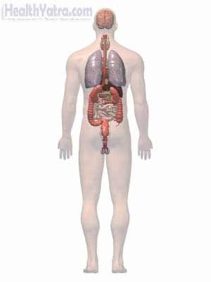 Ascariasis, Causes, Symptoms, and Cost Surgery Treatment in India Ascariasis