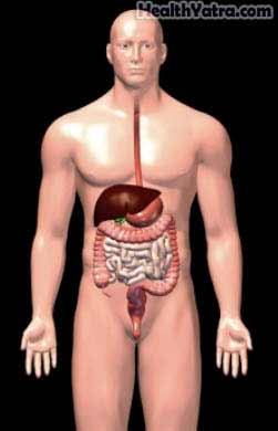Abdominal Organs 1