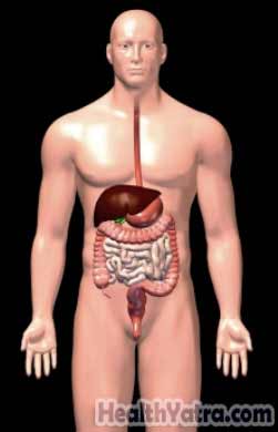 Abdominal Organs
