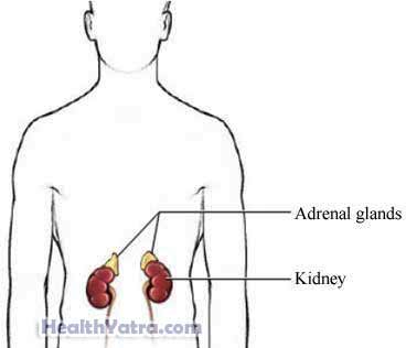 Adrenalectomy Open Surgery Adrenal Glands