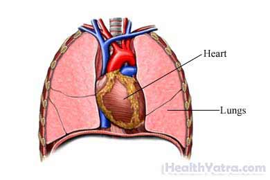 The Heart and Lungs
