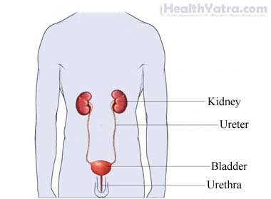 The Male Urinary System