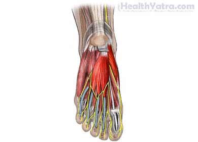 Nerves of the Foot