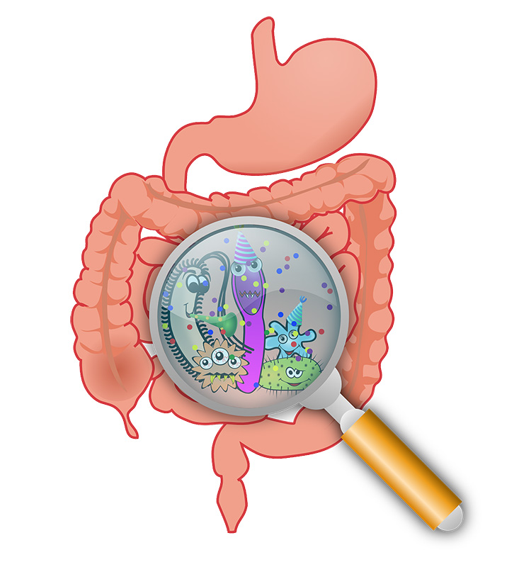Study Reports That Intestinal Bacteria Could Also Be The Culprit
