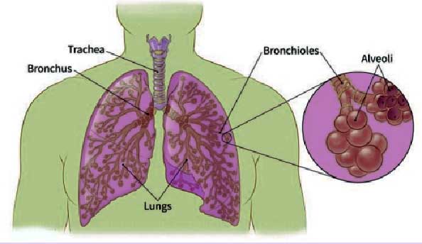 NON SMALL CELL LUNG CANCER NSCLC