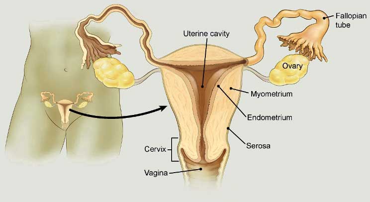 Uterus Cancer, Cost Treatment Surgery Top Hospital Best Doctors in India